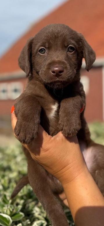 Schitterend nest Borador puppy’s ( labradorxborder collie) beschikbaar voor biedingen