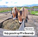 Tijdelijke stalhulp gezocht Beverwijk, Verzorging of Verzorgpony's
