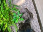 Anubias chili, Dieren en Toebehoren, Ophalen, Plant(en), Steen of Hout