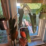 Philondendron atabapoense, Ophalen, Overige soorten, Minder dan 100 cm