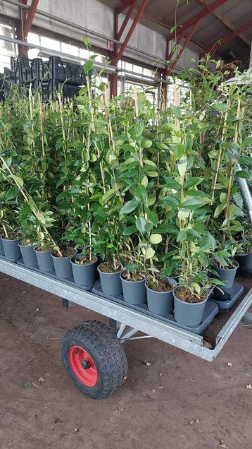 Jasmijnen toscaanse nieuwe planten zeer mooie kwaliteit beschikbaar voor biedingen