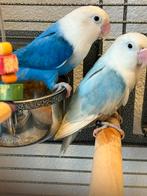 Prachtig jong koppel Fischeries Blauw x Violet, Dieren en Toebehoren, Vogels | Parkieten en Papegaaien, Meerdere dieren, Parkiet