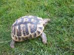 testudo hermanni boettgeri, Schildpad, 0 tot 2 jaar