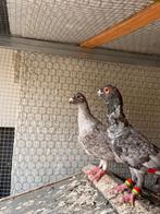 Duiven te koop, Dieren en Toebehoren, Meerdere dieren, Overige soorten