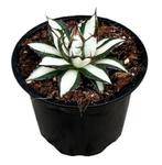 Agave Peace Revolution | Potmaat 9, Overige soorten, In pot, Minder dan 100 cm, Groene kamerplant