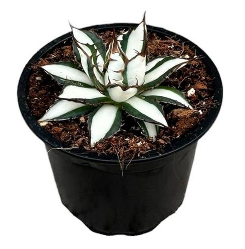 Agave Peace Revolution | Potmaat 9, Huis en Inrichting, Kamerplanten, Overige soorten, Minder dan 100 cm, Groene kamerplant, Halfschaduw