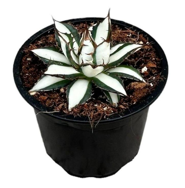 Agave Peace Revolution | Potmaat 9, Huis en Inrichting, Kamerplanten, Overige soorten, Minder dan 100 cm, Groene kamerplant, Halfschaduw