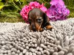 Kaninchen teckel pupjes, Kaninchen, Parvo, 8 tot 15 weken, Korthaar