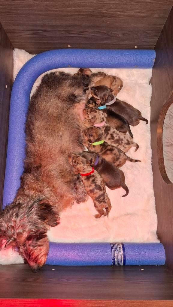 Nestje ruwharige teckelpups, Dieren en Toebehoren, Honden | Teckels en Dashonden, Meerdere dieren, Ruwhaar, Particulier, Eén hond