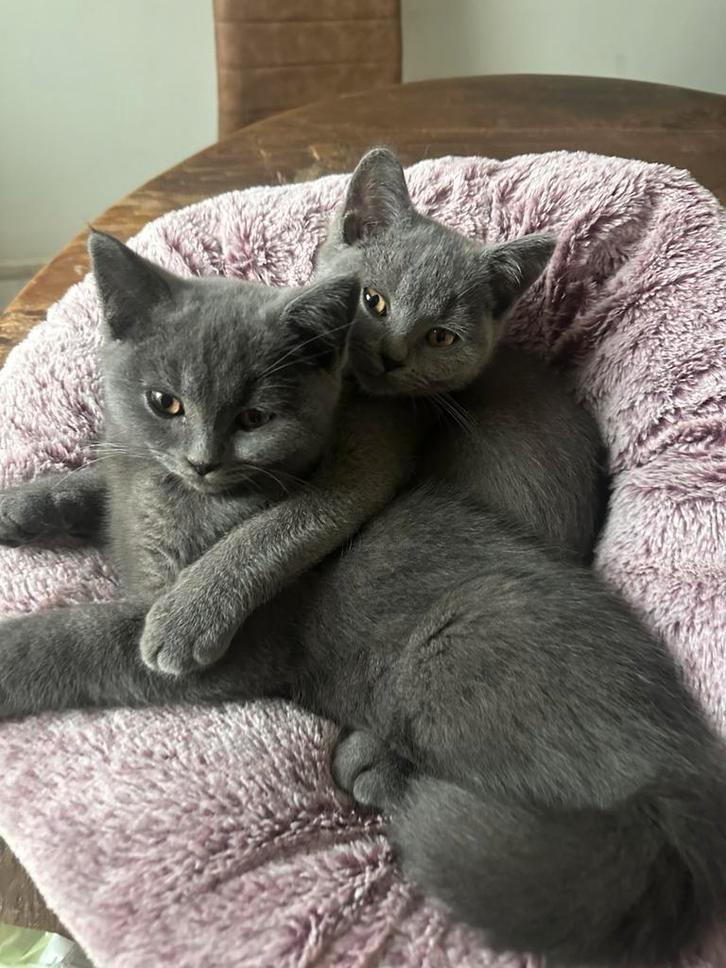 Laatste Britse korthaar kitten (kater), Dieren en Toebehoren, Katten en Kittens | Raskatten | Korthaar, Kater, 0 tot 2 jaar, Gechipt