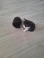Laatste 2 lieve kittens te koop, Dieren en Toebehoren, Katten en Kittens | Dekkaters