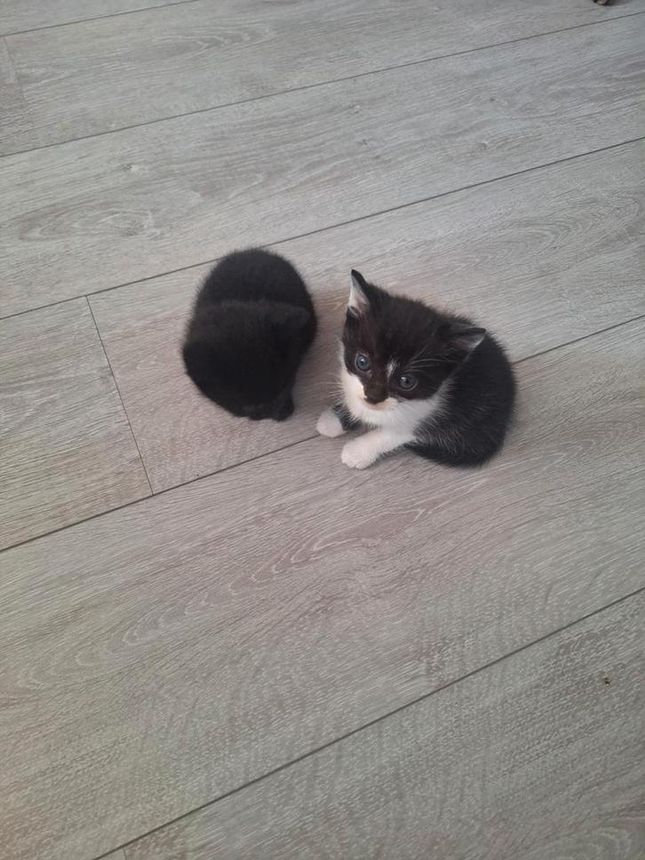 Laatste 2 lieve kittens te koop, Dieren en Toebehoren, Katten en Kittens | Dekkaters