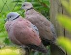 Gezocht birma tortel duivin, Vrouwelijk, Tropenvogel