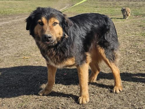 Lia een lief, vrolijk en zachtaardig meisje, Dieren en Toebehoren, Honden | Niet-rashonden, Middel, Teef, Particulier, Eén hond