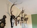 Diverse jacht trofeeën, Verzamelen, Ophalen of Verzenden, Gebruikt, Paard, Gewei of Kop