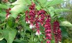 Leycesteria formosa - Fazantenbes Grootmoeders Oorbel, Ophalen, Overige soorten, Struik, Minder dan 100 cm