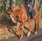 Top recreatie paard ruin 15jaar, Dieren en Toebehoren, Paarden, Gechipt, Ruin, M, 170 tot 175 cm