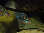 Thorichthys Aureus rio Gracias a Dios, Dieren en Toebehoren, Vissen | Aquariumvissen