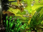 Jonge guppy's te koop, Vis
