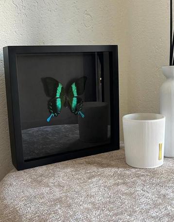Vlinder in zwarte glazen lijst - Papilio blumei beschikbaar voor biedingen
