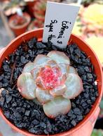 Pakket Echeveria 'Gemstone collection' Black friday BE, Huis en Inrichting, Kamerplanten, Ophalen of Verzenden, Halfschaduw, Minder dan 100 cm