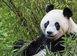 € 3,50 korting per persoon Ouwehands Dierenpark in Rhenen, Tickets en Kaartjes, Recreatie | Dierentuinen, Drie personen of meer