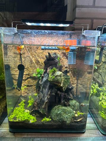 Complete Nano Cube met visbestand! beschikbaar voor biedingen