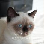 Brits Korthaar Chocolate Point + Pedigree/stamboom, Dieren en Toebehoren, Katten en Kittens | Raskatten | Korthaar, Poes, Ontwormd