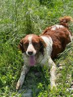 Breton mix Mark, Dieren en Toebehoren, Honden | Niet-rashonden, 6 jaar of ouder, Particulier, Buitenland, Eén hond