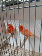 Te koop koppels rode kanaries, Meerdere dieren, Kleurkanarie