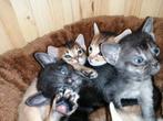 Abessijn x Chausie F5a grizzeld kittens incl stamboom, Dieren en Toebehoren, Meerdere dieren, Gechipt, 0 tot 2 jaar