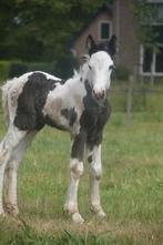 Te koop prachtig en lief smokey black tinker merrie veuldn, Dieren en Toebehoren, Merrie, 0 tot 2 jaar, Onbeleerd, Recreatiepony
