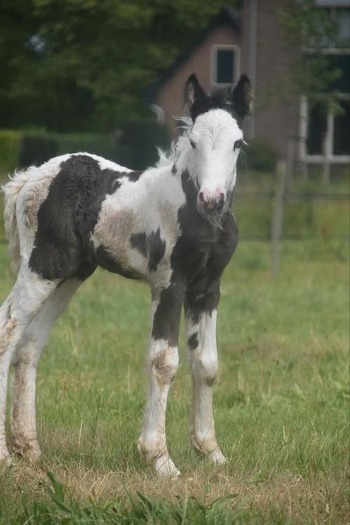 Te koop prachtig en lief smokey black tinker merrie veuldn, Dieren en Toebehoren, Pony's, Merrie, Onbeleerd, D pony (1.37m tot 1.48m)