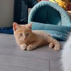 Mooiste kittens 💞, Dieren en Toebehoren, Katten en Kittens | Overige Katten, Meerdere dieren, Kortharig, 0 tot 2 jaar