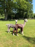 Alpaca merries, merrie veulens, en hengst veulens., Mei, Meerdere dieren