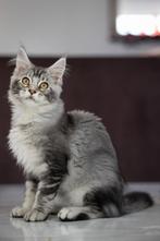 Prachtige Maine Coon kitten uit Russische lijnen!, Poes, Gechipt, 0 tot 2 jaar