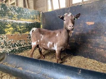 Dwerggeit cae cl gecertificeerd beschikbaar voor biedingen