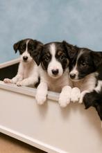 Border collie pups raszuiver ( mogen verhuizen ), Dieren en Toebehoren, CDV (hondenziekte), 8 tot 15 weken, Collie, Meerdere