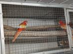 Rubino x lutino  golden gold rosella, Dieren en Toebehoren, Vogels | Parkieten en Papegaaien, Meerdere dieren, Parkiet
