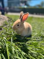 Vlaamse reus jonge konijnen, Dieren en Toebehoren, Konijnen, Meerdere dieren, Groot