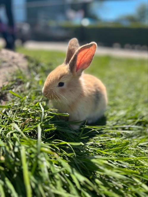Vlaamse reus jonge konijnen, Dieren en Toebehoren, Konijnen, Groot, Meerdere dieren