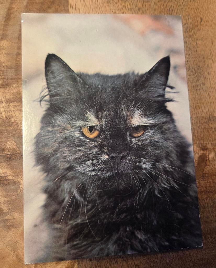 Poes kijkt boos, Verzenden, 1980 tot heden, Gelopen, Hond of Kat