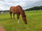 Kleinschalige paarden pension paardenstalling, Dieren en Toebehoren, Weidegang, 2 of 3 paarden of pony's