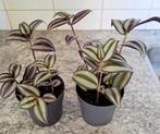 Tradescantia €1 p.st kamerplant🌿2x OPHALEN NIJKERK, Ophalen, Overige soorten, Minder dan 100 cm