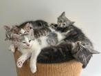 Siberische kittens, Dieren en Toebehoren, Katten en Kittens | Raskatten | Langhaar, Meerdere dieren, Gechipt