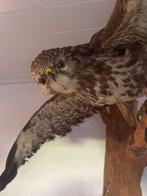 Opgezette Buizerd op Houten Sokkel taxidermie, Antiek en Kunst, Ophalen of Verzenden