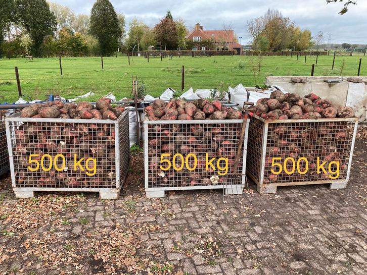 Voederbieten Mangels Krotten, Dieren en Toebehoren, Dierenvoeding, Vee, Ophalen