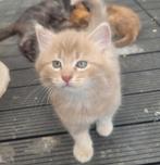 Laatste nestje kruising van britse korthaar en noorse boskat, Dieren en Toebehoren, Meerdere dieren