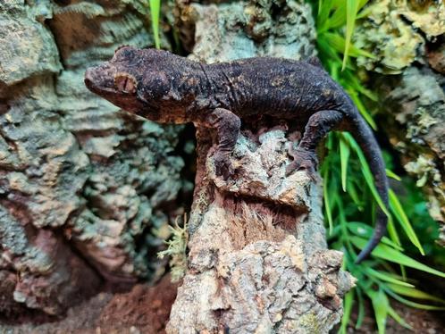 mniarogekko chahoua - Nieuw caledonische gekko, Dieren en Toebehoren, Reptielen en Amfibieën, Hagedis, 0 tot 2 jaar
