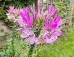 Verse zaden Cleome - Kattensnor, Verzenden, Volle zon, Zaad